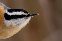Reb-Breasted Nuthatch