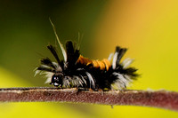 Milwkeed Tussock Moth Larva