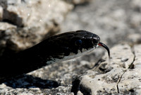 Melanistic Garter Snake