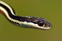 Northern Ribbon Snake