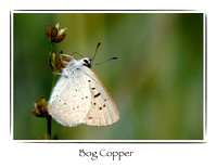 Butterfly, Bog Copper