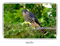 Bird, Merlin