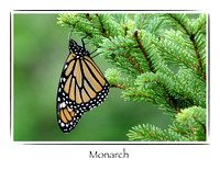 Butterfly, Monarch 2