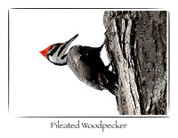 Bird, Pileated Woodpecker
