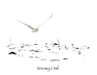 Bird, Snowy Owl in Flight