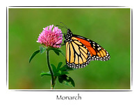 Butterfly, Monarch 1