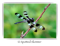 Dragonfly, 12-Spotted Skimmer