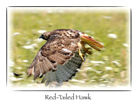 Bird, Red-tailed Hawk