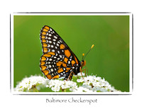 Butterfly, Baltimore Checkerspot