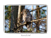 Bird, Barred Owl