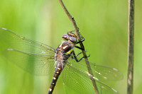 Twin-Spotted Spiketail