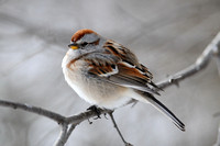 American Tree sparrow