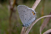 Tailed Blue