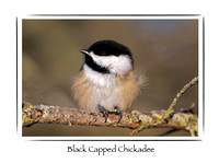 Bird, Black-capped Chickadee