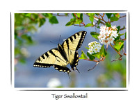 Butterfly, Tiger Swallowtail