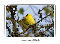 Bird, American Goldfinch