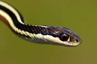 Northern Ribbon Snake