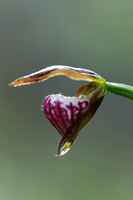 Ram's Head Lady's Slipper