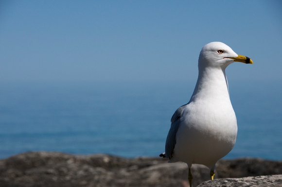 Ring-billed Gull