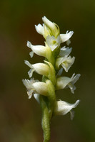 Ladies Tresses