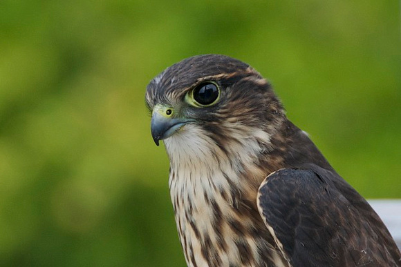 Merlin
