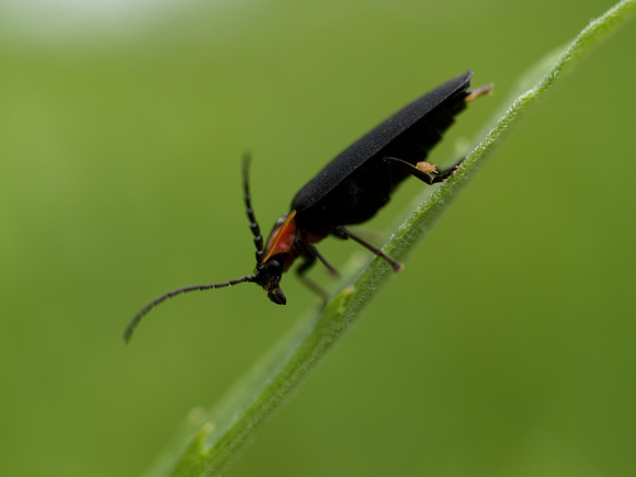Firefly, Lightning Bug