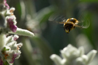 Carder Bee