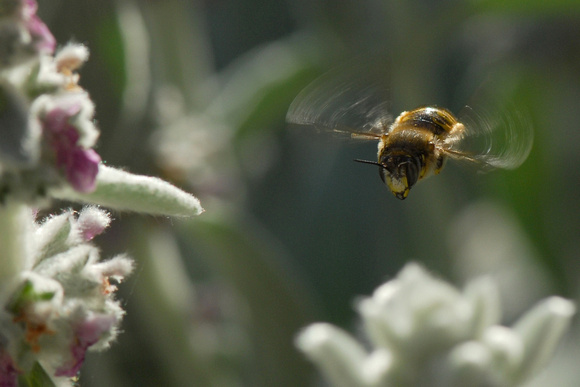 Carder Bee