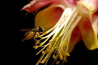 Syrphid Fly