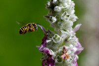 Carder Bee