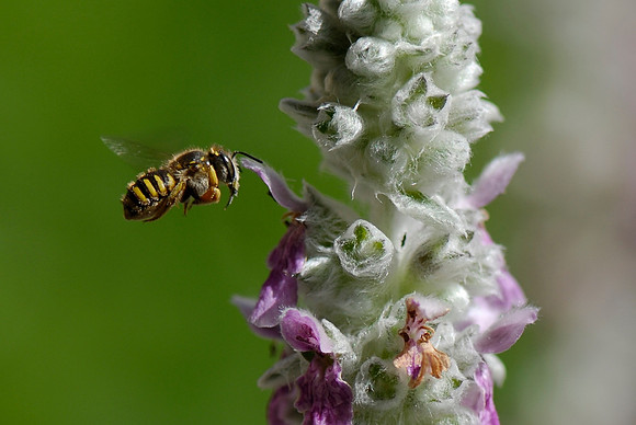 Carder Bee