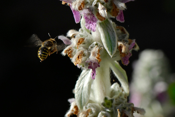 Carder Bee