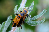Soldier Beetles