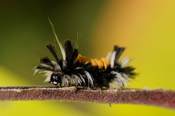 Milwkeed Tussock Moth Larva