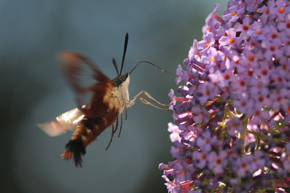 Clearwing Moth