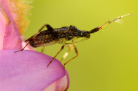 Damsel Bug