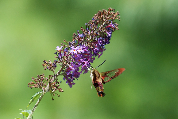 Clearwing Moth