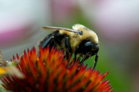 Bumble Bee