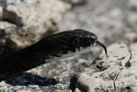 Melanistic Garter Snake