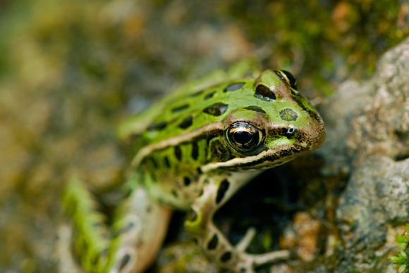 Northern Leopard Frog