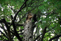 Raccoon