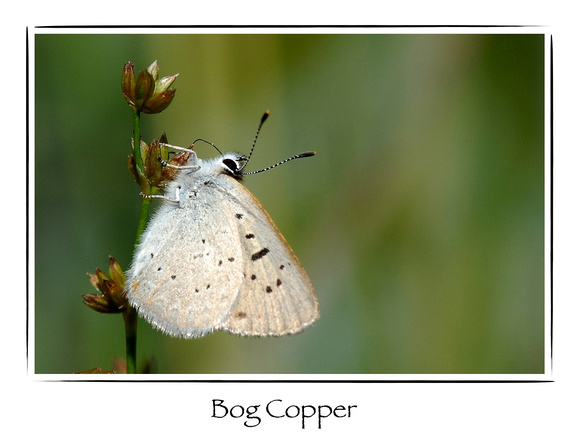 Butterfly, Bog Copper
