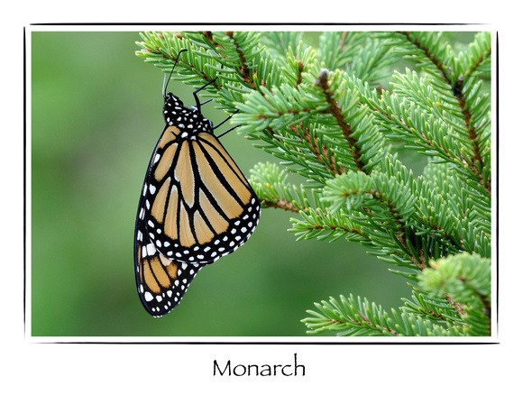 Butterfly, Monarch 2