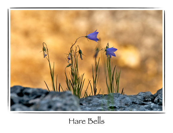 Wildflower, Hare Bells