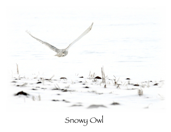 Bird, Snowy Owl in Flight