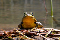Green Frog