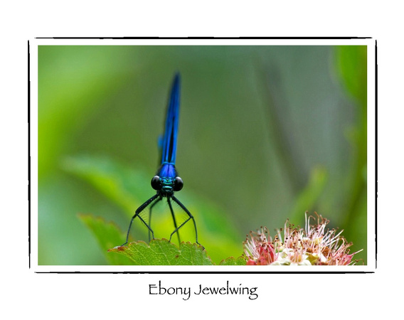 Damselfly, Ebony Jewelwing