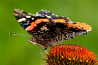Red Admiral