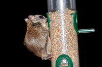 Southern Flying Squirrel