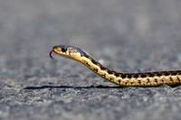 Garter Snake